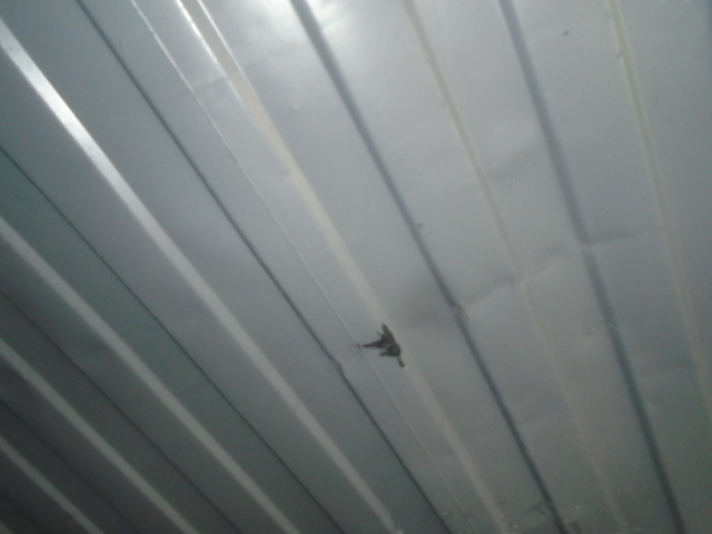 Морской контейнер CBHU5586468