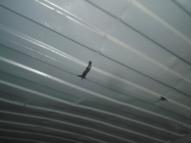 Морской контейнер CBHU5586468