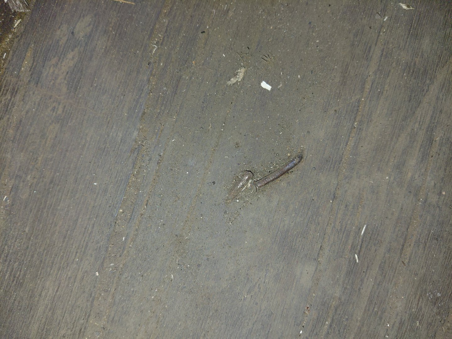 Морской контейнер MEDU6019243